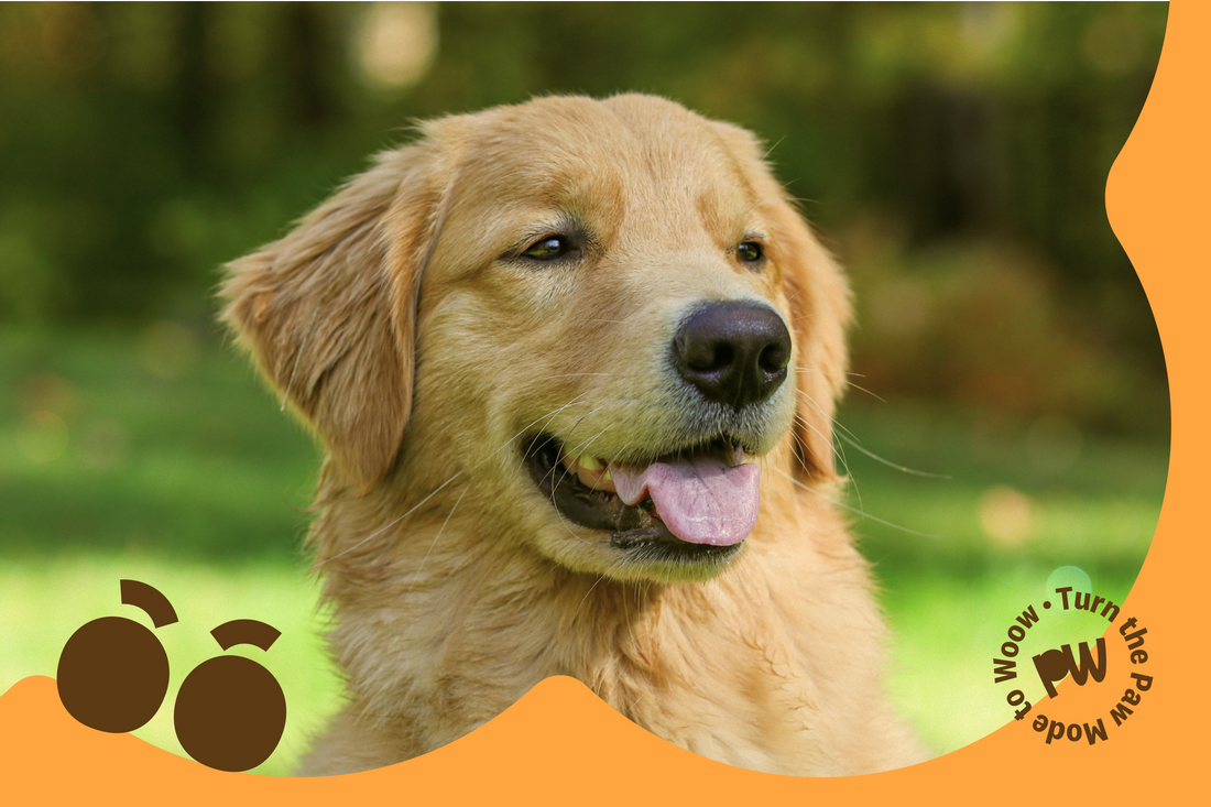5 Ways to Keep Your Pet Happy Every Day
