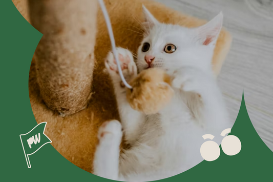 Must-Have Accessories for Happy Pets